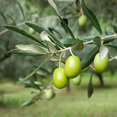 A cluster of green olives hanging from the branches of an olive tree, surrounded by lush green olive leaves.