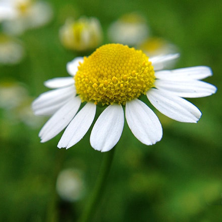 Close-up of a white and yellow German chamomile flower, showcasing its delicate petals and central disc