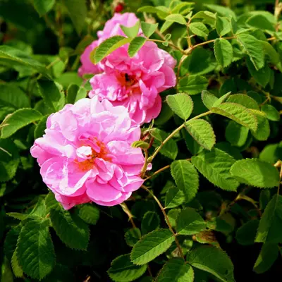 A pair of pink damask roses flourishing in a lush garden
