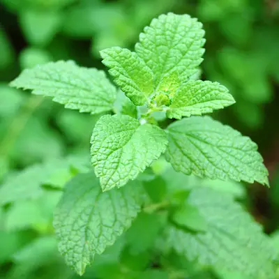 Close-up image of Melissa leaves, featuring rich green color and distinct leaf patterns